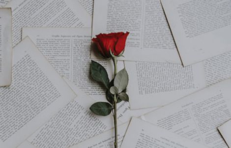 Rote Rose auf bedruckten Papierseiten
