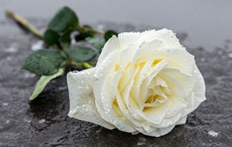 Eine weiße Rose als Darstellung für Anonyme Bestattungen