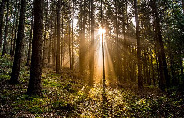 Ein lichtdurchfluteter Wald als Synonym für eine Baumbestattung